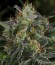 Serious Kush fem (Serious Seeds) семена конопли
