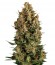 Auto Wembley fem (Pyramid Seeds) семена конопли