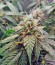 Сорт марихуаны Auto Euforia