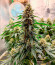 Cherry Pie fem (Advanced Seeds) семена конопли