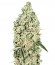 Auto Critical fem (Bulk Seed Bank) семена конопли