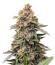 Grease Monkey Autoflower fem (Easy Grow Seeds) семена конопли