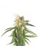 Hashplant Haze reg (DNA Genetics) семена конопли