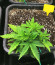 Monster Profit fem (Heavyweight Seeds) семена конопли