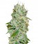Original Juan Herer fem (Delicious Seeds) семена конопли