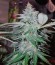Peyote Cookies fem (Barney's Farm) семена конопли