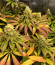 Runtz Punch fem (Herbies Seeds) семена конопли