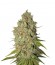Special Kush 1 fem (Royal Queen Seeds) семена конопли