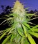 Allkush fem (Paradise Seeds) семена конопли
