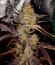 Gorilla Punch Auto fem (FastBuds) семена конопли