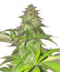 Lord Kush fem (Delicious Seeds) семена конопли