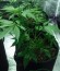 Sugar Black Rose Auto fem (Delicious Seeds) семена конопли
