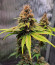Black Muffin F1 Fast Version fem (Sweet Seeds) семена конопли
