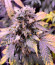 Bubba Slush fem (Green House Seeds) семена конопли