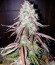 Bubble Kush Automatic fem (Royal Queen Seeds) семена конопли