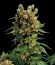 Tank fem (VIP seeds) семена конопли