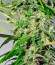 Sweet Tai fem (Sweet Seeds) семена конопли