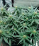 Blueberry Kush Automatic fem (Nirvana Seeds) семена конопли