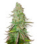 Big Bud Auto fem (Herbies Seeds) семена конопли