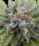 Bubba Kush fem (Dinafem Seeds) семена конопли