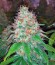 Сорт конопли California Hash Plant