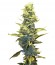 Fruit Autoflowering (Dinafem Seeds) семена конопли