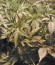 Krippleberry Auto fem (Dr. Krippling Seeds) семена конопли