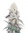 La Blanca Gold Auto Fem (Vision Seeds) семена конопли