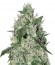 Spicy White Devil fem (Samsara Seeds) семена конопли