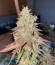 White Wedding RBX fem (Ethos Genetics) семена конопли