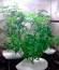Big Bang fem (Green House Seeds) семена конопли