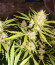Gelato Glue Autoflower fem (Easy Grow Seeds) семена конопли