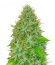 2 Fast 2 Vast Auto fem (Heavyweight Seeds) семена конопли