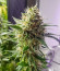 Chocolate Wafflez fem (Paradise Seeds) семена конопли
