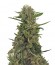 Green Crack Auto fem (FastBuds) семена конопли