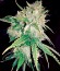 Northern Light X Big Bud fem (World of Seeds) семена конопли