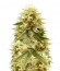 Northern Lights fem (Vision Seeds) семена конопли