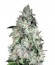 Auto OG Kush fem (Bulk Seed Bank) семена конопли