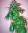 Santa Sativa fem (Dinafem Seeds) семена конопли