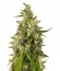 Trainwreck fem (Humboldt Seeds) семена конопли