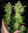 WiFi Kush fem (AlphaFem Seeds) семена конопли
