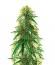 Choco Bud fem (Vision Seeds) семена конопли