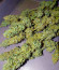 Royal Domina fem (Royal Queen Seeds) семена конопли