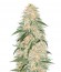 AK-77V fem (Victory Seeds) семена конопли