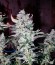 Auto Tutankhamon fem (Pyramid Seeds) семена конопли