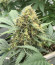 Blueberry Hill fem (Herbies Seeds) семена конопли