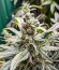 Critical Amnesia fem (AlphaFem Seeds) семена конопли