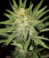 Bruce Banner (Monster Genetics) семена конопли