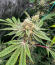 Sour MAC F1 fem (Seedkeepers) семена конопли