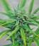 Exodus Cheese fem (Green House Seeds) семена конопли